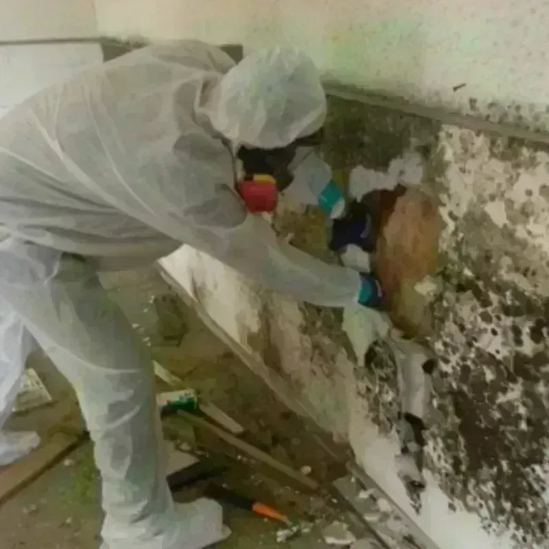 Mold Remediation and Removal in Buffalo Grove, IL